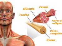 PARA QUE SIRVE EL COLAGENO